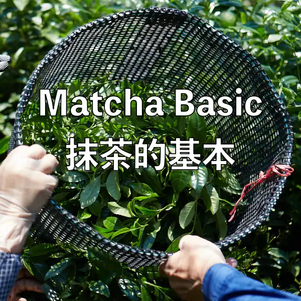 Matcha Basic 抹茶的基本